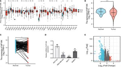 Low expression of HIF1AN accompanied by less immune infiltration is associated with poor prognosis in breast cancer